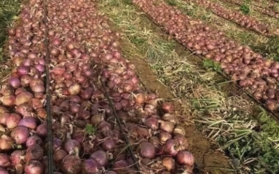 Ce champ d’oignons n’existe pas dans la région de l’Extrême-Nord