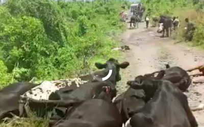 La vidéo montrant des bovins abattus par des hommes armés n’a pas été tournée au Burkina Faso