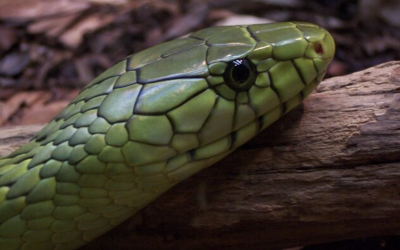 L’urine, la cola et les feuilles de manioc ne soignent pas les morsures de serpent