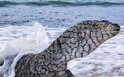 Non, ce varan n’a pas été photographié à la plage de Fidjrossè au Bénin