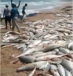 Sénégal : cette vidéo montrant une importante pêche de poissons n’a aucun lien avec l’arrivée de Bassirou Diomaye Faye au pouvoir en avril 2024