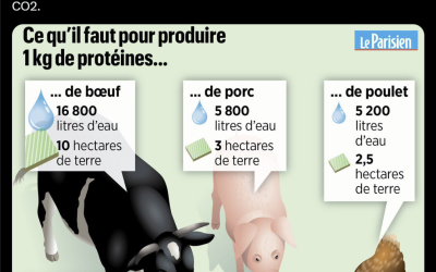 Non, il ne faut pas réellement 16 800 litres d’eau pour produire un kilo de viande de bœuf