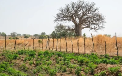 Non, le Burkina Faso ne perd pas 300 000 ha de terre par an mais plus de 460 000 ha