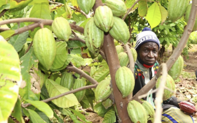Oui, ces images montrent bien des plantations de cacao au Burkina Faso