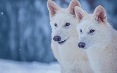 Non, des scientifiques n’ont pas ramené un loup préhistorique à la vie